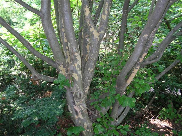 Persian Parrotia tree trunks